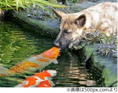 仲良しな犬と鯉が&ldquo;熱いキス&rdquo;、種を超えた光景に飼い主もほっこり。