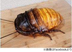 大型のゴキブリをケーキで再現「すごい。でも吐きそう」「なぜ作った？」。