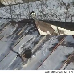 屋根をスイーッと滑るカラス、スノーボードのように斜面で&ldquo;一人遊び&rdquo;。