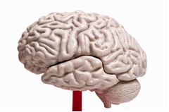 研究用&ldquo;脳&rdquo;100瓶が行方不明、16人殺害した凶悪犯のものも姿消す。