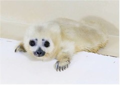 激レアなワモンアザラシの出産、赤ちゃん誕生は鴨シーが世界で2館目。