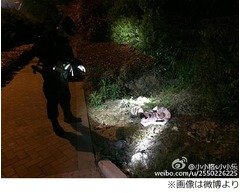 「道路脇に腐乱死体が」実は&hellip;、捨てられたダッチワイフを勘違い。