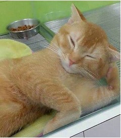 【写真】人間ぽい？くつろぎ猫が話題、横たわってウトウト夢の中。