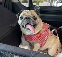 真飛聖「おもちとお仕事でした」、愛犬と一緒のロケ喜ぶ