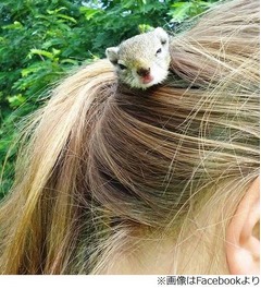 少女のポニテの中でリスが生活、一日の大半は&ldquo;憩いの場&rdquo;で過ごす。