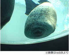 かわいい&ldquo;むにゅっ&rdquo;アザラシ、ガラスに押しつけ気持ちよさそうな顔。