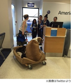 &ldquo;VIP&rdquo;扱いの太りすぎわんこ、ファーストクラスの搭乗口で激写される。