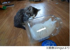 ガラス瓶がお気に入りにゃんこ、中で楽しむ妹に兄は&ldquo;疎外感&rdquo;。