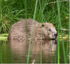 &ldquo;ダム作り&rdquo;するビーバーのおかげで税金17億円節約「ビーバーは本当に素晴らしい」