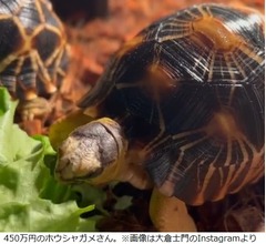 みちょぱ、夫・大倉士門の趣味に「もう怖くて」「これ以上はヤバい」