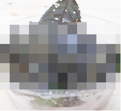 昆虫食界隈の人気者サクラケムシ「一口食べれば春気分♪」