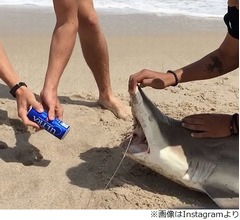 サメ殴る&hellip;ヒトデを杯に&hellip;バカ騒ぎの学生炎上