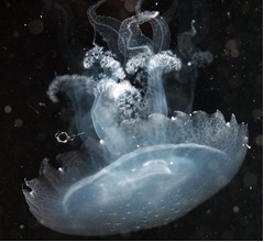 蓑をまとう「ミノクラゲ（仮称）」日本初展示