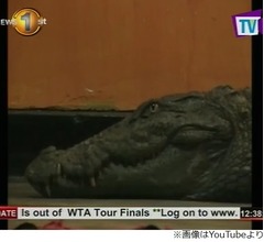 警察署にワニが襲来、警官逃げ出す