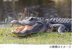 人間の遺体くわえたワニが闊歩、地元住民が自宅そばで衝撃の光景目撃。