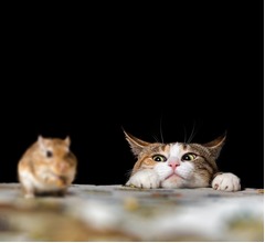 &ldquo;ネコが食べる生物&rdquo;は2084種、鳥類・爬虫類・哺乳類・昆虫・両生類など何でも