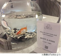 寂しい宿泊客に&ldquo;金魚&rdquo;貸し出し