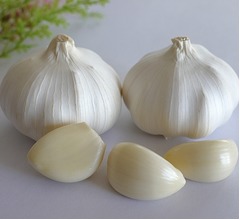 &ldquo;ニンニク抽出物&rdquo;細菌対策のマウスウォッシュとして最適かも？