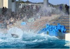 シャチが新入社員を手荒い歓迎、容赦ない祝福の水しぶきに戸惑いも。