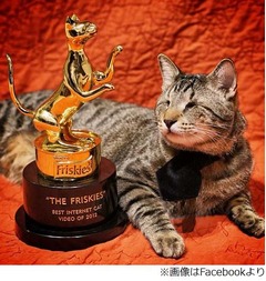 動画話題の&ldquo;盲目の猫&rdquo;に栄冠、猫動画の米コンテストでグランプリ。
