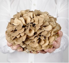 マイタケに&ldquo;認知機能改善効果&rdquo;、加齢で衰える認知機能の維持に役立つ可能性