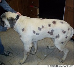 わんこにBB弾60発、痛ましい姿に悲しみや怒り