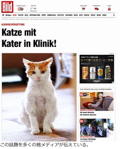 ワイン貯蔵庫に閉じ込められた猫、失踪7週間後にふらふらの状態で発見。