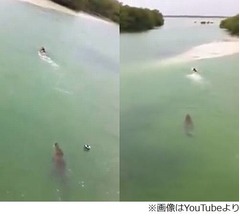 海でワニに追いかけられた男性、目撃者が撮影した一部始終映像が話題に。