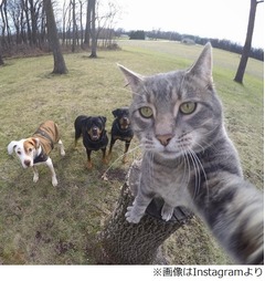 &ldquo;自撮りするにゃんこ&rdquo;が話題、仲間のにゃんこやわんこと撮影楽しむ。