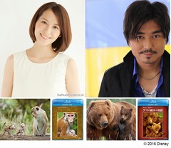 ディズニー実録大自然ドラマ、ナレーションの青木裕子＆小澤征悦が語る。