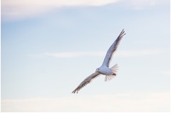 カモメにサンドイッチ奪われ通報、&ldquo;不適切&rdquo;な緊急通報事例と紹介。