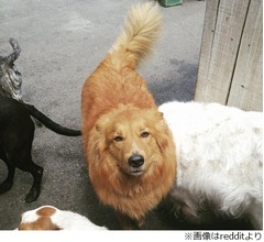 職場に&ldquo;忘れてきた&rdquo;愛犬の顔が&hellip;