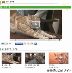 「週刊ニュース」看板ネコ急逝、テレ東の繁田美貴アナら涙の報告。