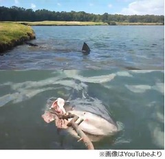 池に人食いザメが棲むゴルフ場、数年前に川の増水で迷い込み棲み着く。