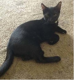 「猫盗んだかも」記憶なく謝罪、ネットに&ldquo;飼い主探してます&rdquo;と広告。