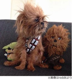 そっくりすぎるチューバッカ犬、ぬいぐるみより&ldquo;本物&rdquo;似と大評判。
