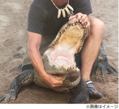 ワニが右足ガブリ&hellip;水に引きずり込まれるも「まぶたに食いつき」助かった男