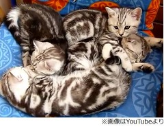 15匹出産した母猫の&ldquo;育児法&rdquo;、すべての子猫に大きな愛情を注ぐ。