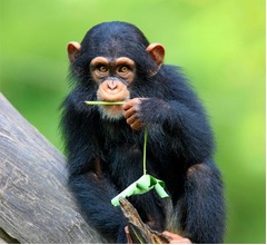 類人猿は&ldquo;ズバ抜けた記憶力&rdquo;の持ち主だった