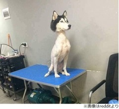 &ldquo;毛を刈りすぎたわんこ&rdquo;衝撃の姿が話題に
