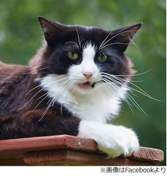 捨て猫解決へ猫が市長選出馬、注目浴びる&ldquo;タキシード党&rdquo;とは。