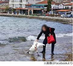 「一緒に写真」首掴み白鳥死ぬ、旅行者の写真がネット拡散で大炎上。