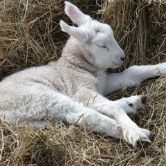 1頭の羊が宇宙人に誘拐された、「宇宙船に吸い込まれるのを見た」証言も。