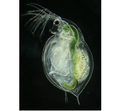 存在疑問視されたミジンコ、120年ぶりに発見