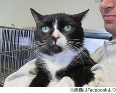 &ldquo;おなら&rdquo;が止まらなかった猫、引き取られて2日間で施設に戻される。