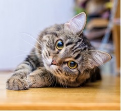 &ldquo;猫の声&rdquo;翻訳アプリ、Amazon出身エンジニアが開発