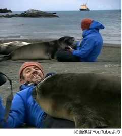 人なつこいアザラシが話題に、南極を特集した番組の一コマが人気急上昇。