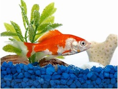 水道代節約で孫の観賞魚食う、不在の間に醤油煮込みにしてペロリ。