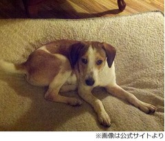 殺処分のガス室生き残った犬、&ldquo;2度目のチャンス&rdquo;に引き取り希望殺到。