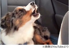 &ldquo;レリゴー&rdquo;が大好きなわんこ、曲のイントロが流れるとすぐに反応。